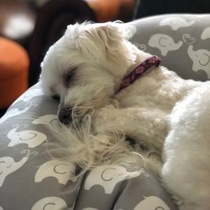 Meet your Posher, Bailey